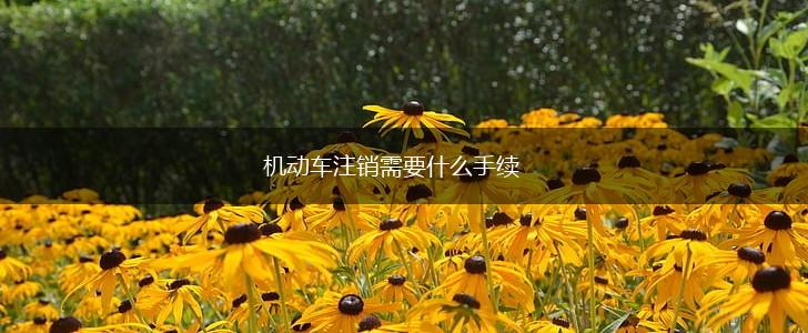 机动车注销需要什么手续,第1张 机动车注销需要什么手续,第1张