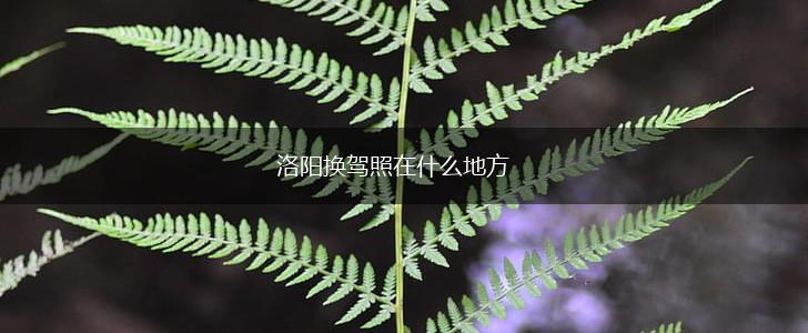 洛阳换驾照在什么地方,第1张