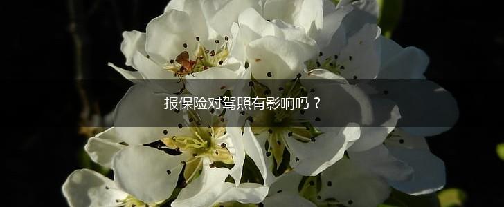 报保险对驾照有影响吗？,第1张