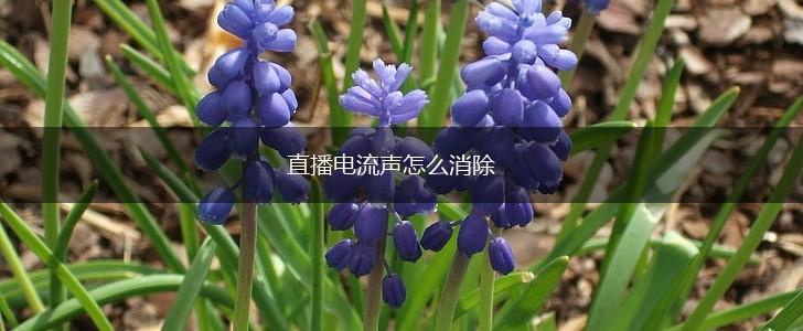 直播电流声怎么消除,第1张