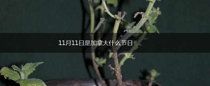 11月11日是加拿大什么节日,第1张 11月11日是加拿大什么节日,第1张