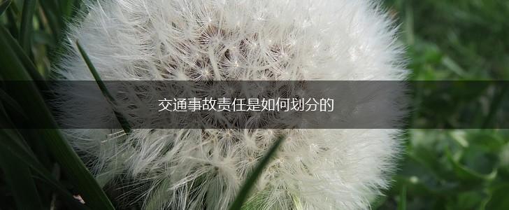 交通事故责任是如何划分的,第1张