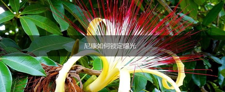 尼康如何锁定曝光,第1张