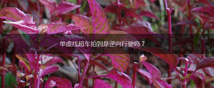 单虚线超车拍到是逆向行驶吗？,第1张