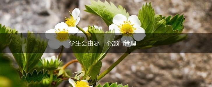 学生会由哪一个部门管理,第1张