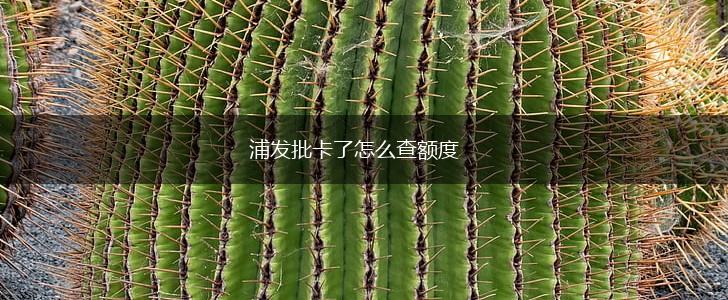 浦发批卡了怎么查额度,第1张