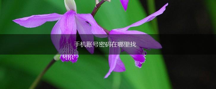手机账号密码在哪里找,第1张