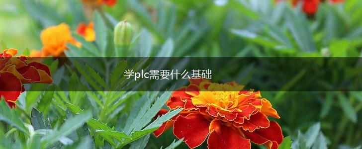 学plc需要什么基础,第1张