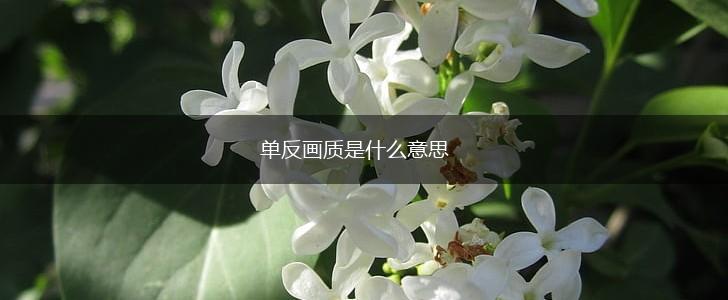 单反画质是什么意思,第1张