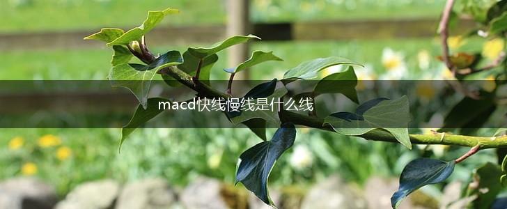 macd快线慢线是什么线,第1张