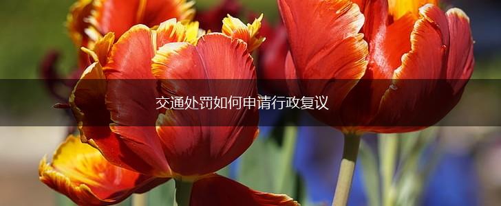 交通处罚如何申请行政复议,第1张