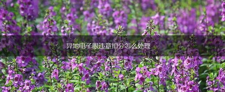 异地电子眼违章扣分怎么处理,第1张