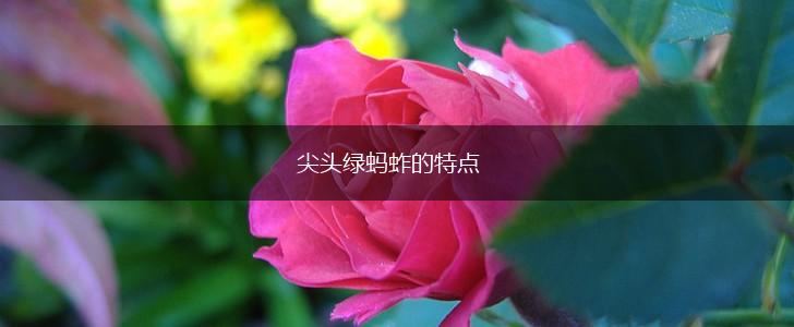 尖头绿蚂蚱的特点,第1张