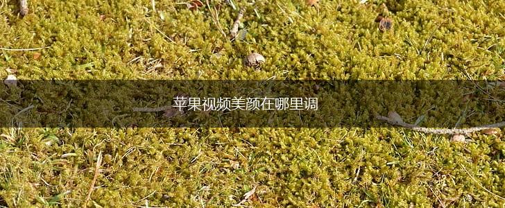 苹果视频美颜在哪里调,第1张