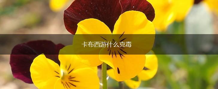 卡布西游什么克毒,第1张
