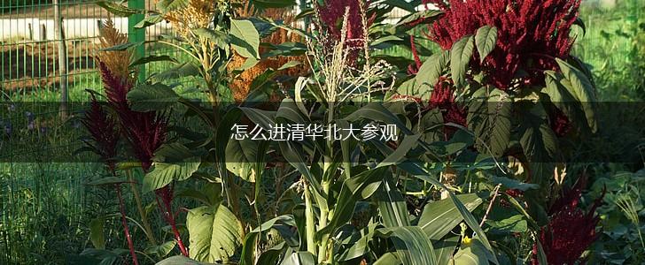 怎么进清华北大参观,第1张