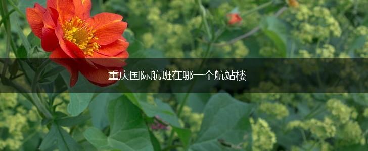 重庆国际航班在哪一个航站楼,第1张