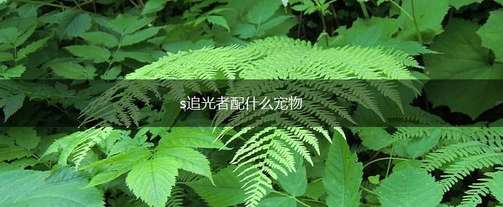 s追光者配什么宠物,第1张