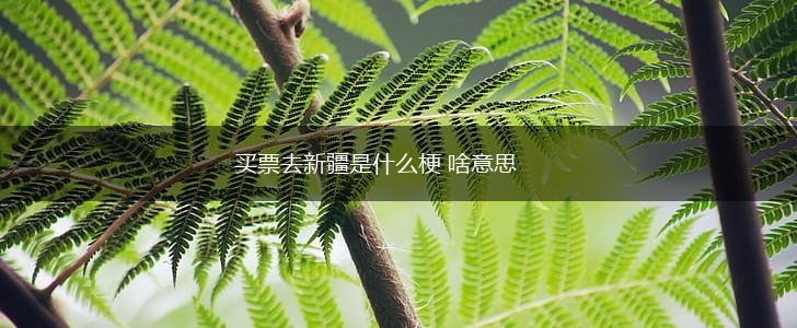 买票去新疆是什么梗 啥意思,第1张 买票去新疆是什么梗 啥意思,第1张
