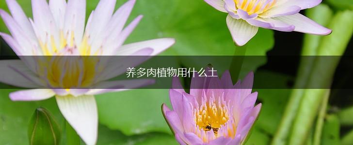 养多肉植物用什么土,第1张