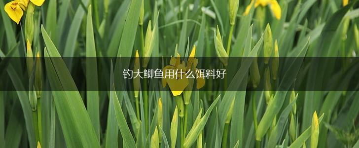 钓大鲫鱼用什么饵料好,第1张