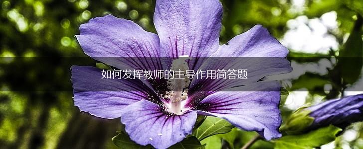 如何发挥教师的主导作用简答题,第1张
