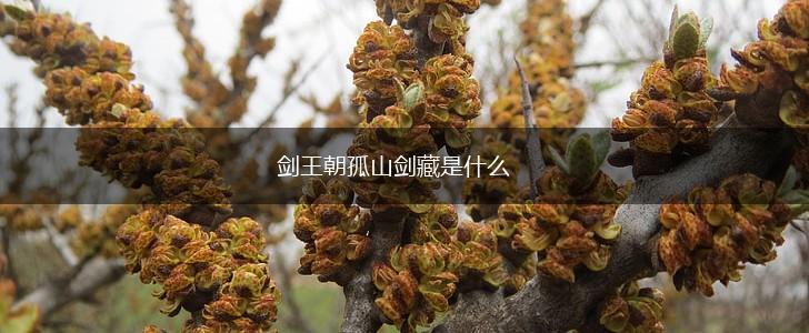 剑王朝孤山剑藏是什么,第1张