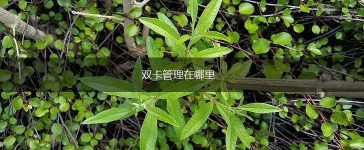 双卡管理在哪里,第1张