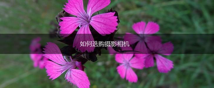 如何选购摄影相机,第1张