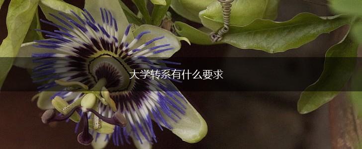 大学转系有什么要求,第1张