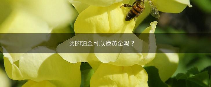 买的铂金可以换黄金吗？,第1张