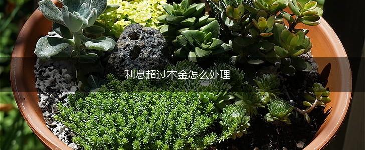 利息超过本金怎么处理,第1张