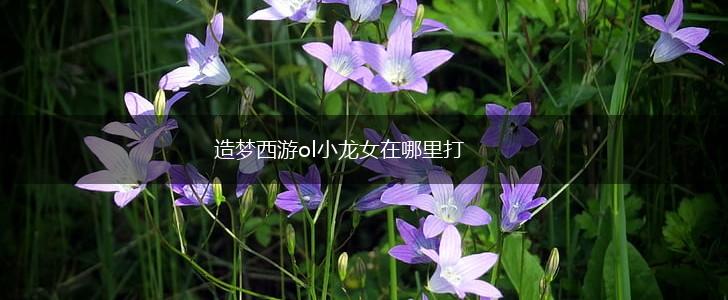 造梦西游ol小龙女在哪里打,第1张 造梦西游ol小龙女在哪里打,第1张