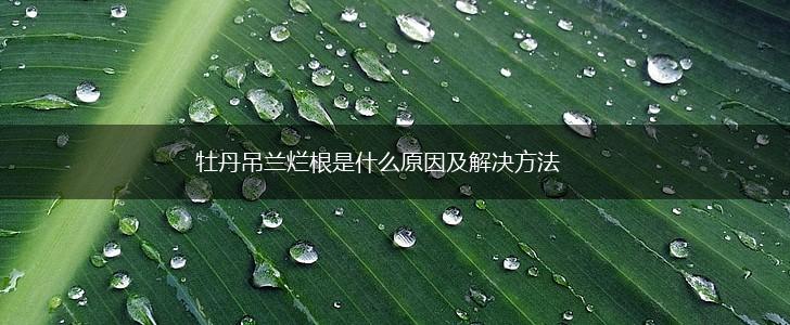牡丹吊兰烂根是什么原因及解决方法,第1张