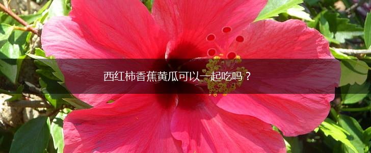 西红柿香蕉黄瓜可以一起吃吗？,第1张