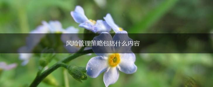 风险管理策略包括什么内容,第1张