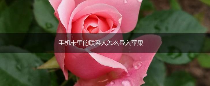 手机卡里的联系人怎么导入苹果,第1张