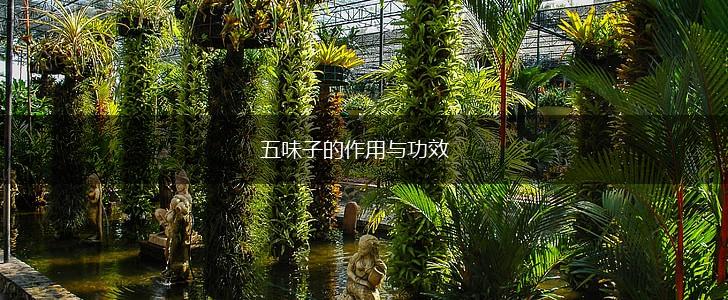 五味子的作用与功效,第1张