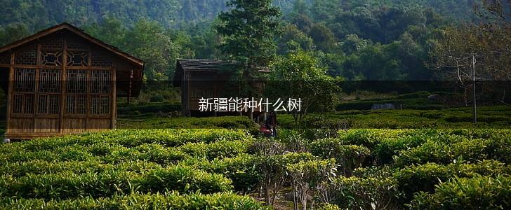 新疆能种什么树,第1张