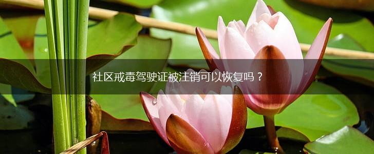 社区戒毒驾驶证被注销可以恢复吗？,第1张