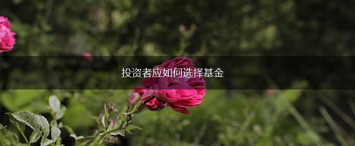 投资者应如何选择基金,第1张