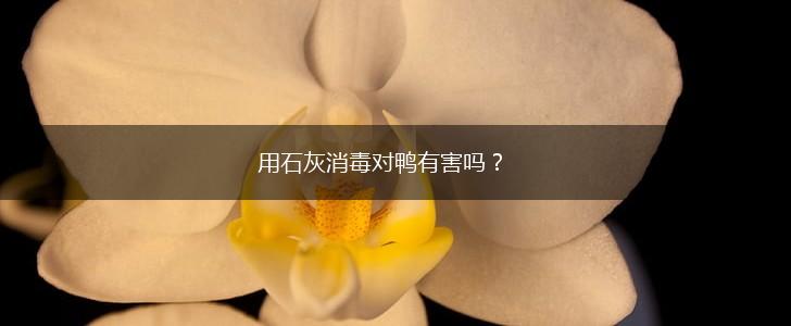 用石灰消毒对鸭有害吗?,第1张 用石灰消毒对鸭有害吗?,第1张