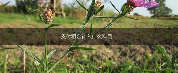 支付租金计入什么科目,第1张