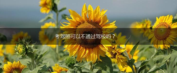 考驾照可以不通过驾校吗？,第1张