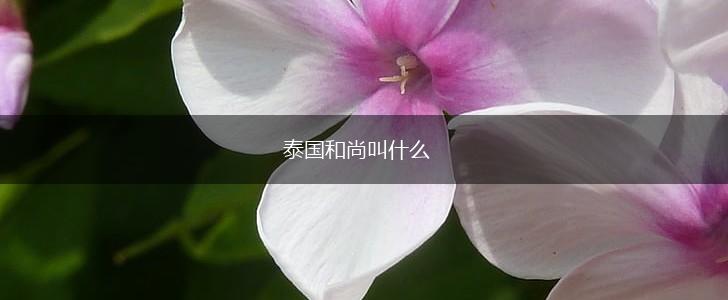 泰国和尚叫什么,第1张
