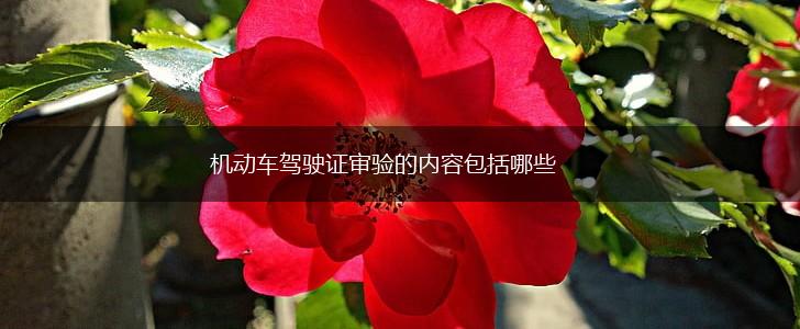 机动车驾驶证审验的内容包括哪些,第1张