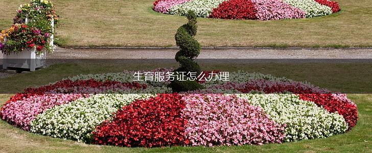 生育服务证怎么办理,第1张