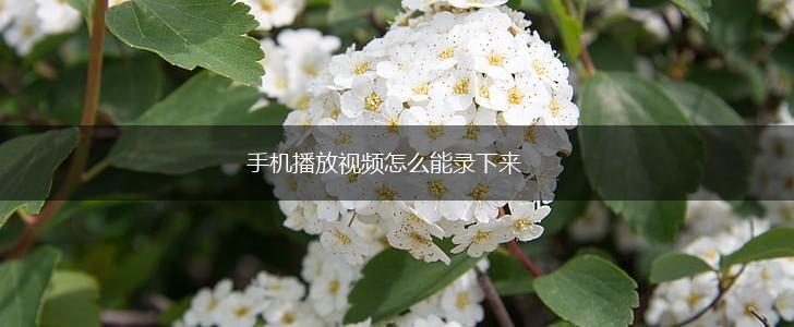 手机播放视频怎么能录下来,第1张