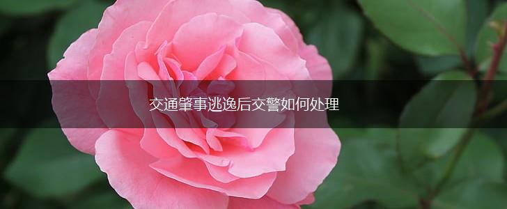 交通肇事逃逸后交警如何处理,第1张