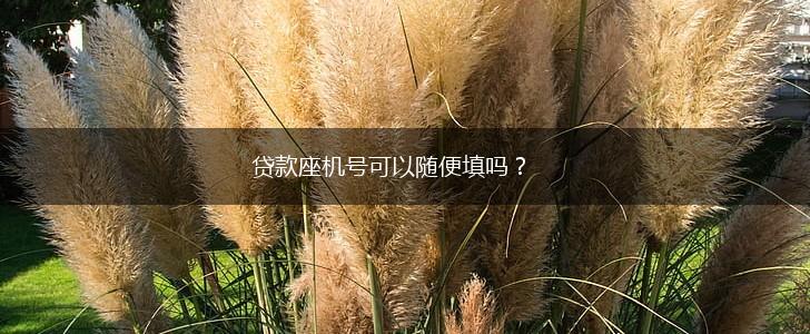 贷款座机号可以随便填吗？,第1张